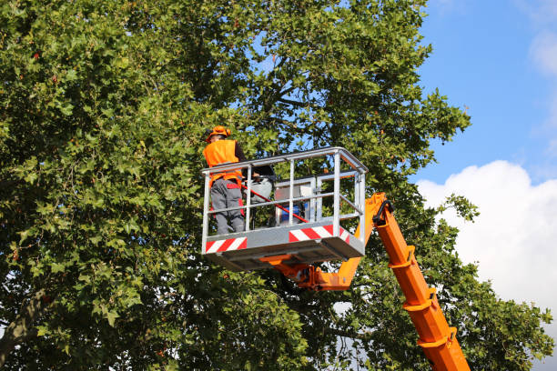 Best Tree Removal Contractors  in USA